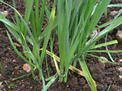 Allium kurrat Egyptian Leek Allium kurrat Egyptian Leek