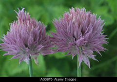 Allium ledebourianum Allium ledebourianum
