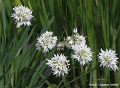 Allium nutans Blue Chives Allium nutans Blue Chives