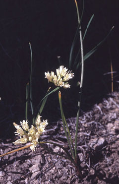 Allium textile Textile Onion Allium textile Textile Onion