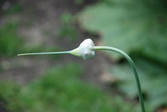 Allium sativum Garlic