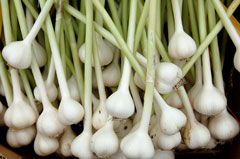 Allium_sativum Garlic, Cultivated garlic