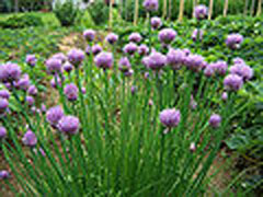 Allium schoenoprasum Chives, Wild chives, Flowering Onion