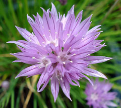 Allium schoenoprasum Chives