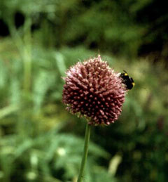 Allium sphaerocephalon Round-Headed Leek Allium sphaerocephalon Round-Headed Leek