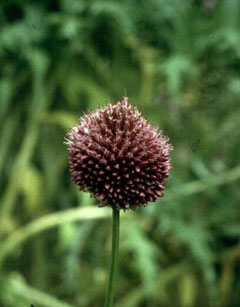 Allium sphaerocephalon Round-Headed Leek Allium sphaerocephalon Round-Headed Leek
