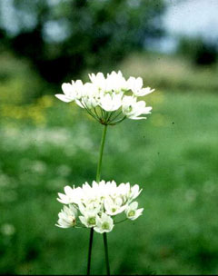 Allium subhirsutum Allium subhirsutum