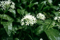 Allium ursinum Wild Garlic