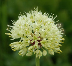 Allium victorialis Alpine Leek, Victory onion Allium victorialis Alpine Leek, Victory onion