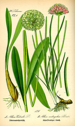 Allium victorialis Alpine Leek, Victory onion Allium victorialis Alpine Leek, Victory onion