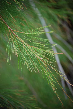 Allocasuarina torulosa Forest Oak Allocasuarina torulosa Forest Oak
