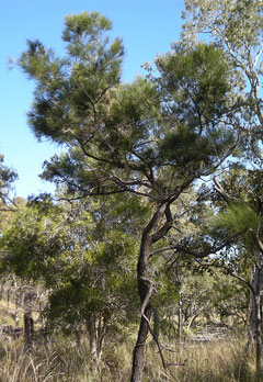Allocasuarina torulosa Forest Oak Allocasuarina torulosa Forest Oak
