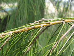 Casuarina verticillata Drooping she-oak Casuarina verticillata Drooping she-oak