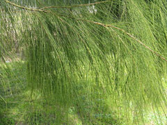 Casuarina verticillata Drooping she-oak Casuarina verticillata Drooping she-oak