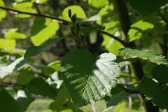 Alnus maximowiczii Alnus maximowiczii
