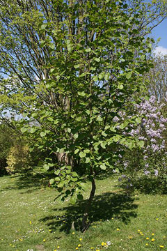 Alnus maximowiczii Alnus maximowiczii