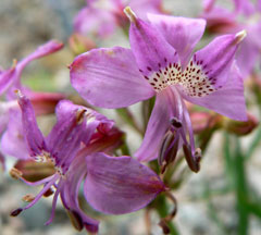 Alstroemeria revoluta Alstroemeria revoluta