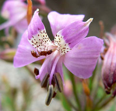 Alstroemeria revoluta Alstroemeria revoluta