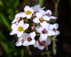 Lobularia maritima Sweet Alyssum Lobularia maritima Sweet Alyssum
