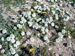 Lobularia maritima Sweet Alyssum Lobularia maritima Sweet Alyssum
