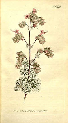 Origanum dictamnus Dittany Of Crete, Hop Marjoram Origanum dictamnus Dittany Of Crete, Hop Marjoram