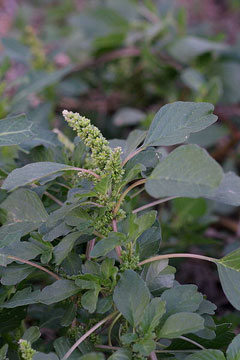 Amaranthus blitum Slender Amaranth, Purple amaranth Amaranthus blitum Slender Amaranth, Purple amaranth