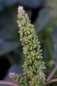 Amaranthus blitum Slender Amaranth, Purple amaranth Amaranthus blitum Slender Amaranth, Purple amaranth