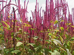 Amaranthus cruentus Purple Amaranth, Red amaranth Amaranthus cruentus Purple Amaranth, Red amaranth