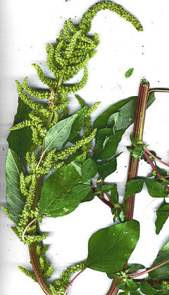 Amaranthus dubius Spleen Amaranth Amaranthus dubius Spleen Amaranth
