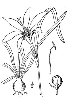 Zephyranthes atamasca Atamasco Lily