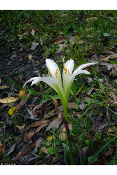 Zephyranthes atamasca Atamasco Lily Zephyranthes atamasca Atamasco Lily
