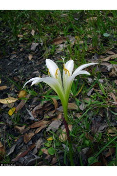 Zephyranthes Atamasco Lily