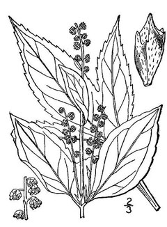 Ambrosia trifida Giant Ragweed, Great ragweed, Texan great ragweed, Bitterweed, Bloodweed, Buffalo Weed, Horse Cane
