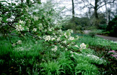 Amelanchier bartramiana Oblongfruit serviceberry Amelanchier bartramiana Oblongfruit serviceberry