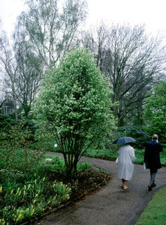 Amelanchier bartramiana Oblongfruit serviceberry Amelanchier bartramiana Oblongfruit serviceberry