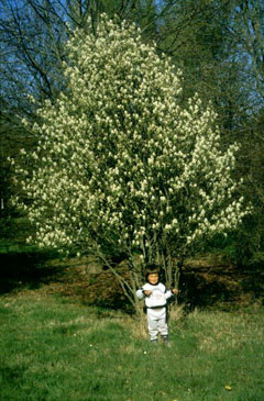 Amelanchier confusa 
