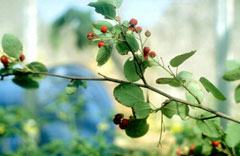 Amelanchier confusa 