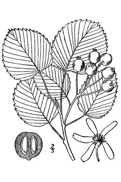 Amelanchier sanguinea Roundleaf Serviceberry, Gaspé serviceberry