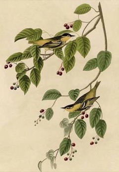 Amelanchier canadensis Juneberry, Canadian serviceberry, Serviceberry Downy, Shadblow, Shadbush, Serviceberry Amelanchier canadensis Juneberry, Canadian serviceberry, Serviceberry Downy, Shadblow, Shadbush, Serviceberry