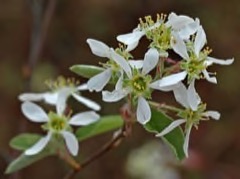 Amelanchier obovalis Southern Juneberry, Coastal serviceberry Amelanchier obovalis Southern Juneberry, Coastal serviceberry