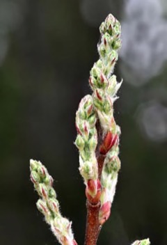 Amelanchier obovalis Southern Juneberry, Coastal serviceberry Amelanchier obovalis Southern Juneberry, Coastal serviceberry