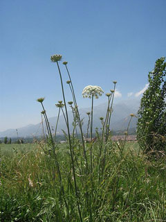Ammi visnaga Visnaga. Khella. Bishop