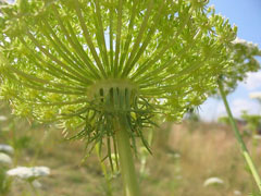 Ammi visnaga Visnaga. Khella. Bishop