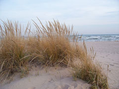 Ammophila breviligulata Beach Grass, American beachgrass Ammophila breviligulata Beach Grass, American beachgrass
