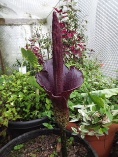 Amorphophallus konjac Devil Amorphophallus konjac Devil