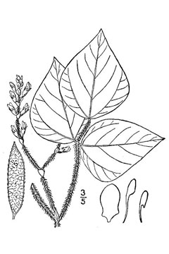 Amphicarpaea pitcheri Hog Peanut