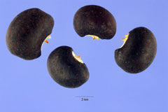 Amphicarpaea pitcheri Hog Peanut