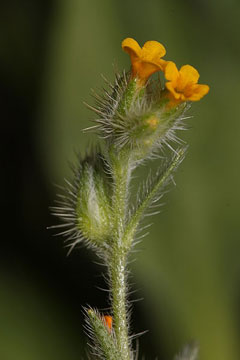 Amsinckia lycopsoides Tarweed Fiddleneck Amsinckia lycopsoides Tarweed Fiddleneck