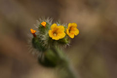 Amsinckia lycopsoides Tarweed Fiddleneck Amsinckia lycopsoides Tarweed Fiddleneck