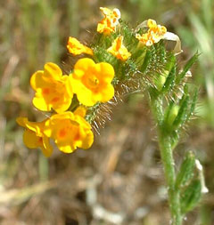 Amsinckia tesselata Bristly Fiddleneck Amsinckia tesselata Bristly Fiddleneck